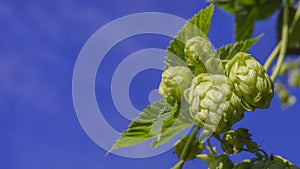 Branch of hop flowers against a blue sky