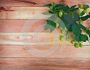 A branch of hops with cones and leaves on an old wooden background.