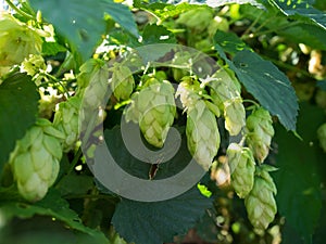 Branch of hops. Cones with sunbeams.