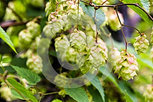 Branch of hops. Cones with sunbeams. Green leaves.