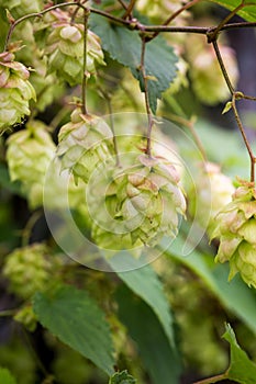 Branch of hops. Cones with sunbeams. Green leaves.