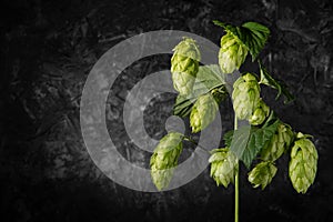 Branch of hops on a dark background. Place for text. Hops, an ingredient for making beer.