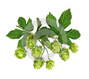 Branch of hops with green cones  and leaves