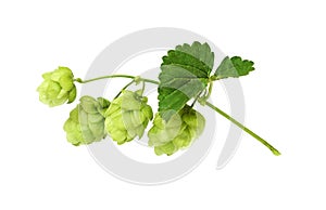 Branch of hops with green cones and leaves