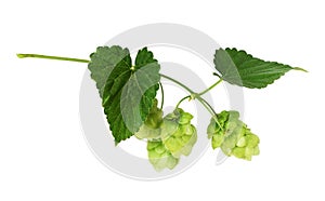 Branch of hops with green cones and leaves