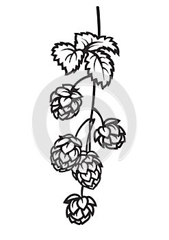 Branch of hops. Hop cones with leaf icon. Hand drawn vector illustration on white background.