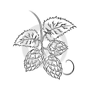 Branch of hops Isolated on a white background without a shadow.