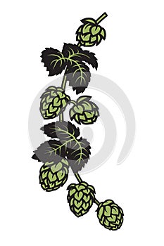 Branch of hops with leaves and cones. Design elements for brewery, beer festival, bar, pub decoration. Hand drawn vector