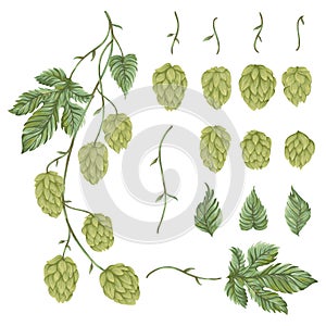 Branch hops plant. Collection floral design elements. Hop cones, leaves and branches.