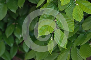 A branch of a hornbeam tree