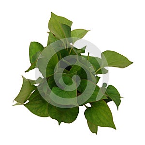 Branch of houttuynia cordata fish herb