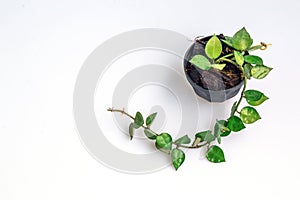 Branch of Hoya krohniana in black pot isolate on white background.Close up Hoya lacunosa heart leaf