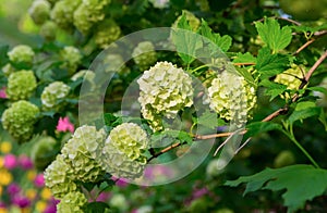 Branch of a hydrangea bush cap of small white flowers among