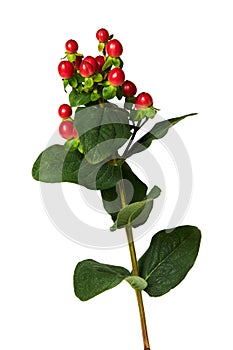 The branch of Hypericum berries