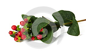 The branch of Hypericum berries