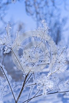 Branch ice covered on blurred natural background. Hoarfrost on dried flowers in backlight at sunny day. Macro shot