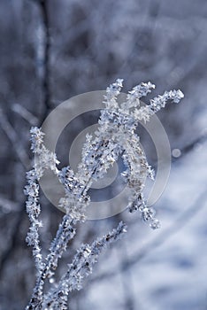 Branch ice covered on blurred natural background. Hoarfrost on dried flowers in backlight at sunny day. Macro shot