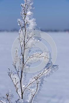 Branch ice covered on blurred natural background. Hoarfrost on dried flowers in backlight at sunny day. Macro shot