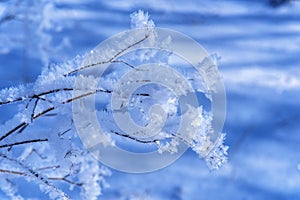 Branch ice covered on blurred natural blue background. Hoarfrost on dried flowers in backlight at sunny day. Close up