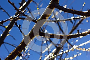 Branch with icicles on blue sky on sunny winter day