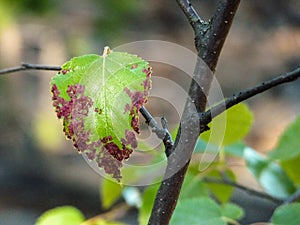 Branch with ill leaf of apple scab disease photo