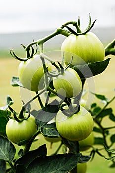 A branch of immature green tomatoes in the garden