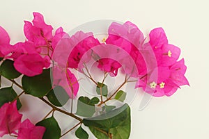 Branch Of Indian Bougainvillea Flowers.