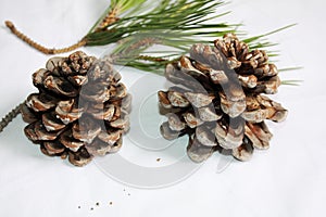 Branch of  Italian pine with cone and green fir.