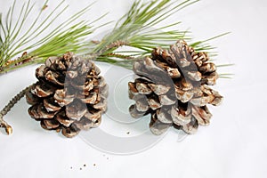 Branch of  Italian pine with cone and green fir.