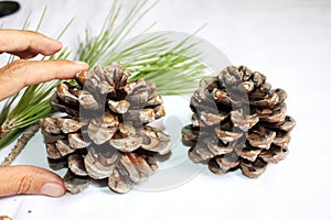 Branch of  Italian pine with cone and green fir.