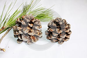Branch of  Italian pine with cone and green fir.