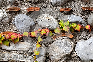 Branch of ivy with autumn colored leaves climbing on ancient brick and stone wall.