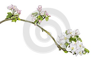 Branch of Japanese cherry, Prunus serrulata, blossoming, isolated photo