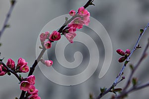 Branch of a japanese quince in bloom in early spring