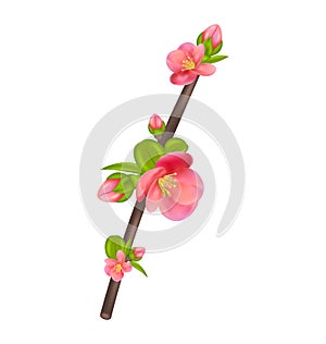 Branch of Japanese Quince (Chaenomeles japonica) in bloom