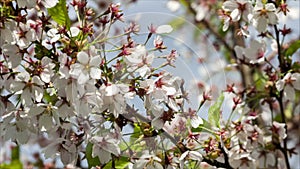 Branch of Japanese Sakura tree with Cherry blossom flowers