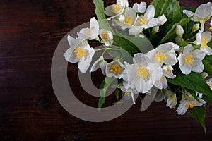 A branch of jasmine on a dark wooden background.