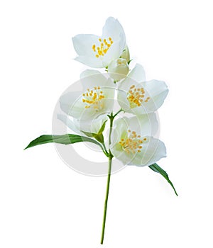 branch of jasmine flowers isolated on white background