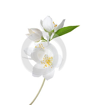 Branch of Jasmine`s Philadelphus flowers isolated on white background