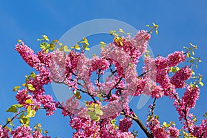 Branch of Judas tree ( Cercis Siliquastrum, Red Bud) with pink flowers photo
