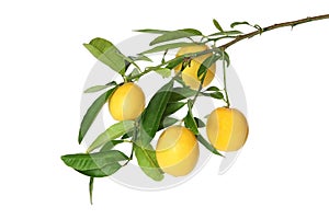 Branch of juicy lemons with leaves isolated on white background