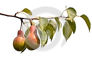 Branch with juicy pears