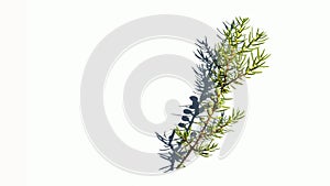 branch of juniper with green berries on a white background,