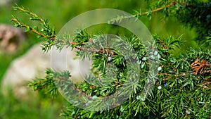 Branch of juniper with green riping cone-berries against bokeh background, selective focus, shallow DOF photo
