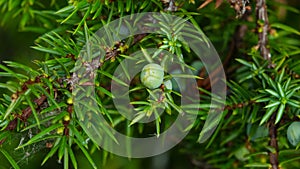 Branch of juniper with green riping cone-berry macro, selective focus, shallow DOF photo