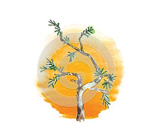 Branch of juniper tree against the sun, vector