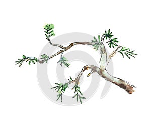 Branch of juniper tree, vector illustration