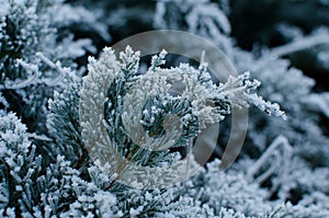 Branch of Junipers with frost photo