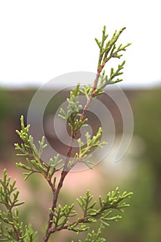 Branch of a juniperus turbinata ssp. canariensis photo