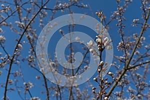 A branch of just a blossoming apple tree with blossoming delicate white flowers against the background of a spring garden.